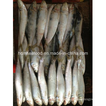 Fresh W/R Frozen Sardine Fish for Bait